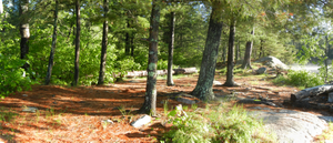 Campsite #1981