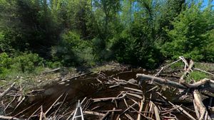 Beaver Dam at Portage