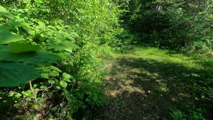 Campsite 1293