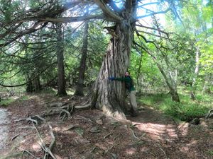 Biggest Cedar I Have Ever Seen