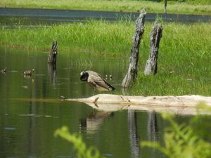 Preening