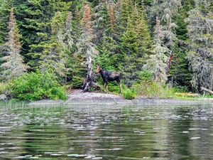 Juvenile Moose
