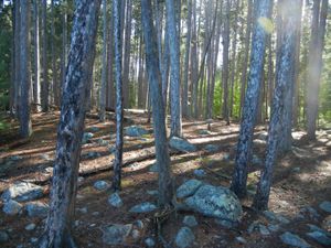 End of Rice-Hook Portage