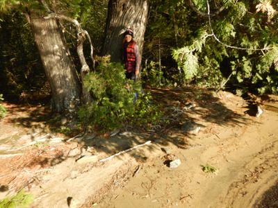 Cherokee camp cedars