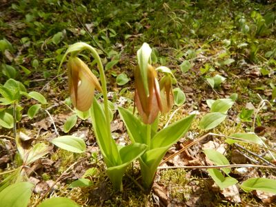 Pink lady slippers