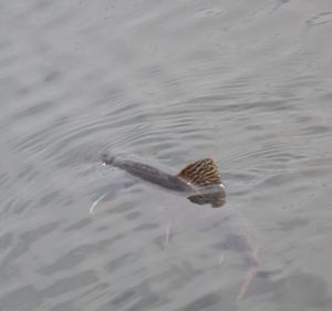 released brook trout