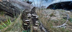 Fungus and stump