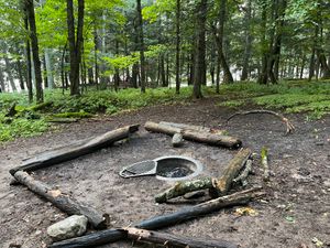 Raccoon campsite