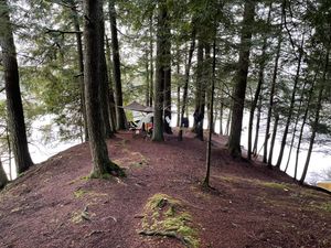 Raccoon campsite