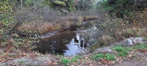 Carryover on White Sand Creek 2