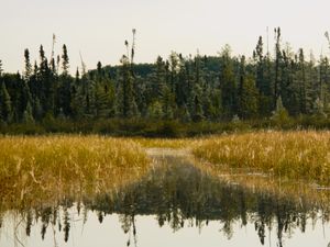 Moose River Calm Morning