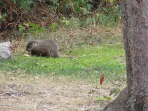 Woodchuck in camp