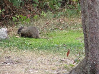 Woodchuck in camp
