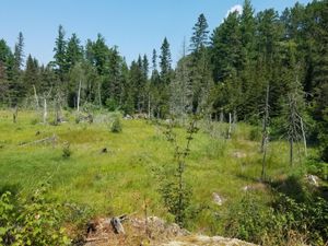 Meadow between Chad and Buck