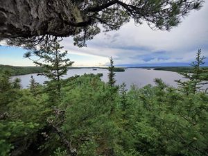 Treetop View To West