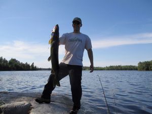 Pike on a buzzbait