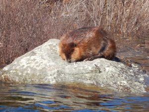 Beaver