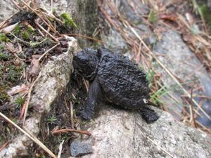 Baby snapping turtle