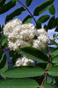 flower- McAree