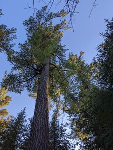 tall tree in camp