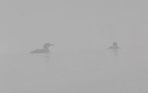Loons in the fog on Farm Lake