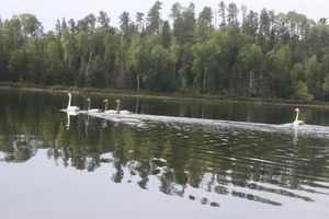 Trumpeter swans