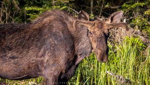 Bull Moose