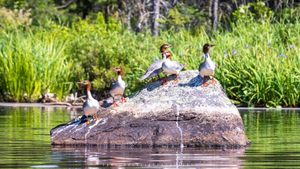 Female Mergansers