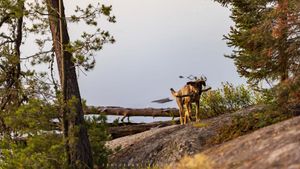 Camp Helper