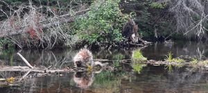 Porky on a log