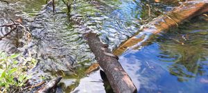 Snakes on a dam