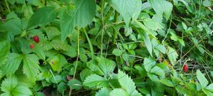 Wild strawberries! Or Bigfoot.