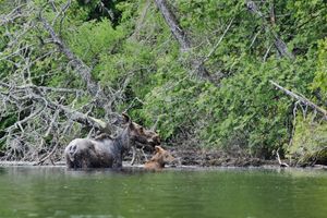 Moose & Calf