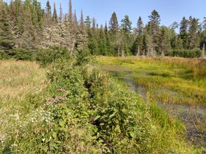 Ancient Beaver Dam
