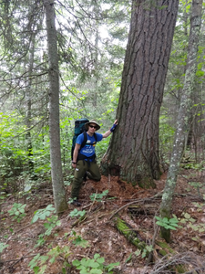 Monster White Pine ~12' around