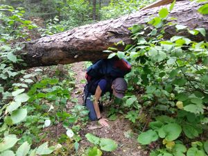 Sioux Hustler Trail Tree Under