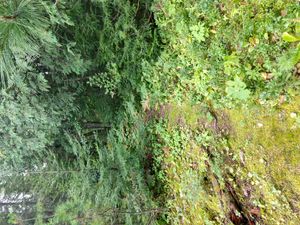 Sioux Hustler trail path