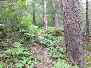 Sioux hustler trail pic