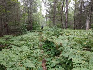 Sioux hustler ferns