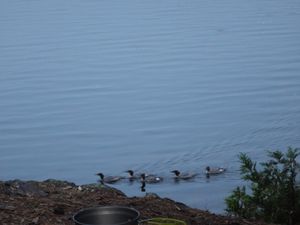 mergansers