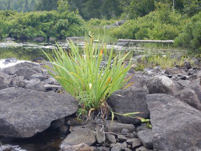 water plant