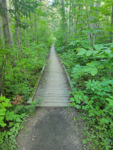 Wood lake portage boardwalk