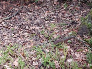 garter snake