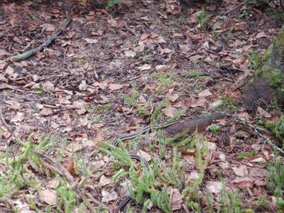 garter snake