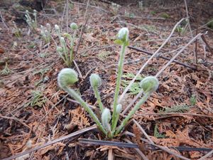 sprouting plants