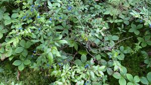 2022-09-03_065_Woodland_Caribou_Blue_Berries.jpeg