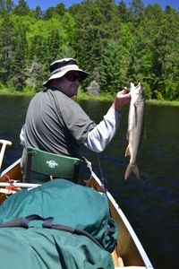 Lake Trout