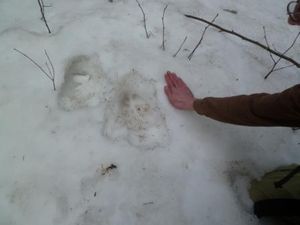 Moose Tracks