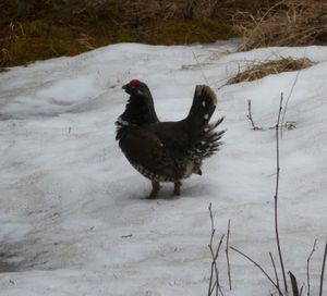 Spruce Grouse Male
