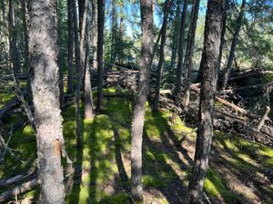 Campsite